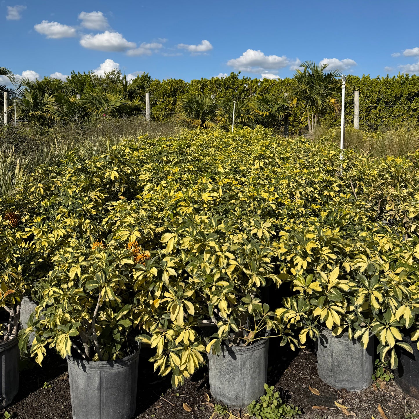 schefflera arboricola trinette Trinette – Jungle Plants