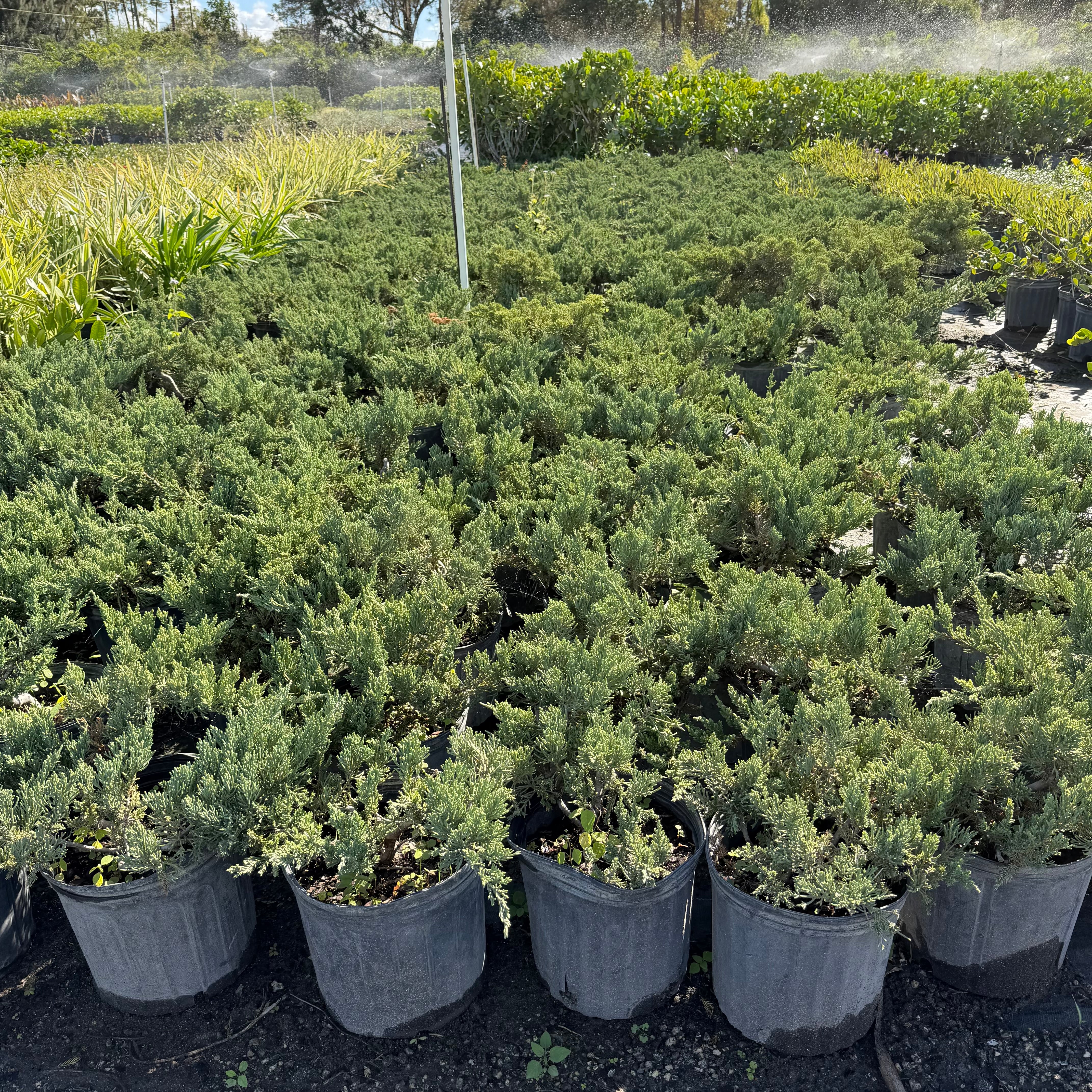 Juniper 'Parsonii' – Jungle Plants