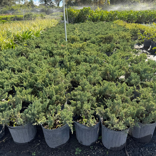 Juniper 'Parsonii'