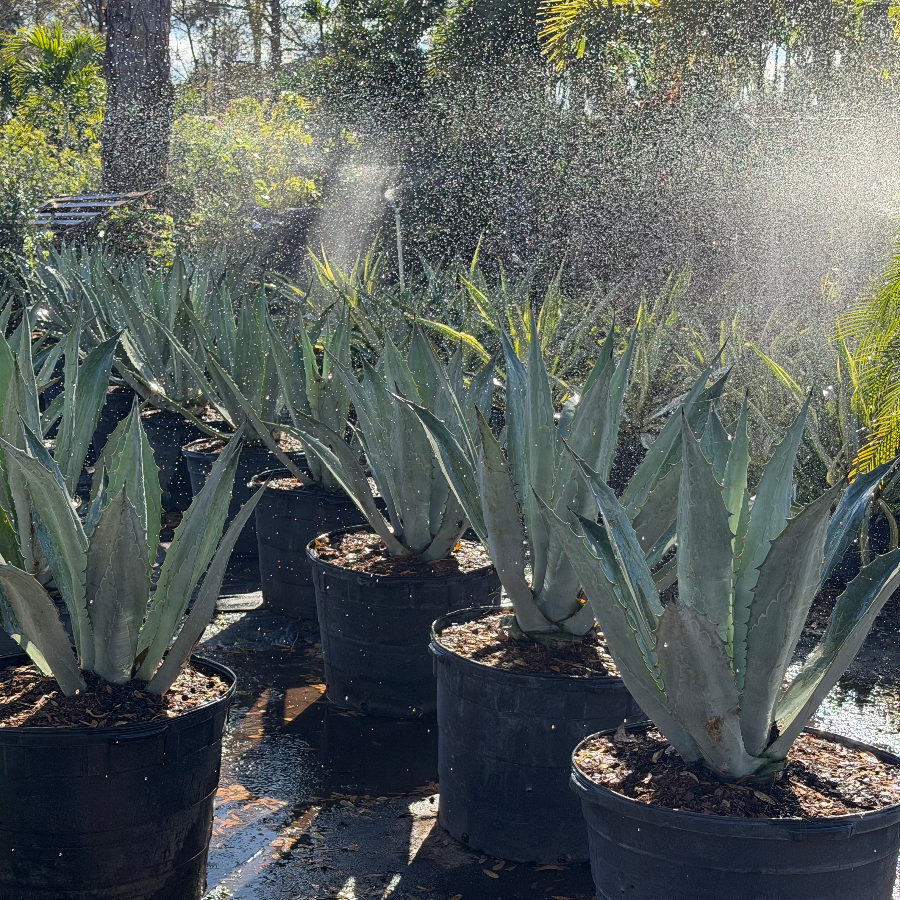 Blue Agave – Jungle Plants
