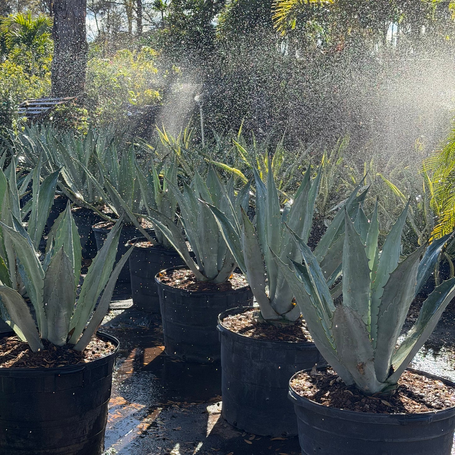 Blue Agave