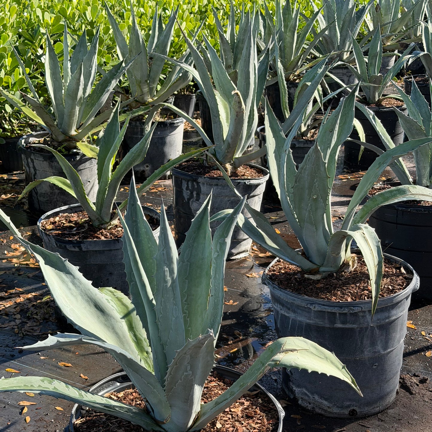 Blue Agave