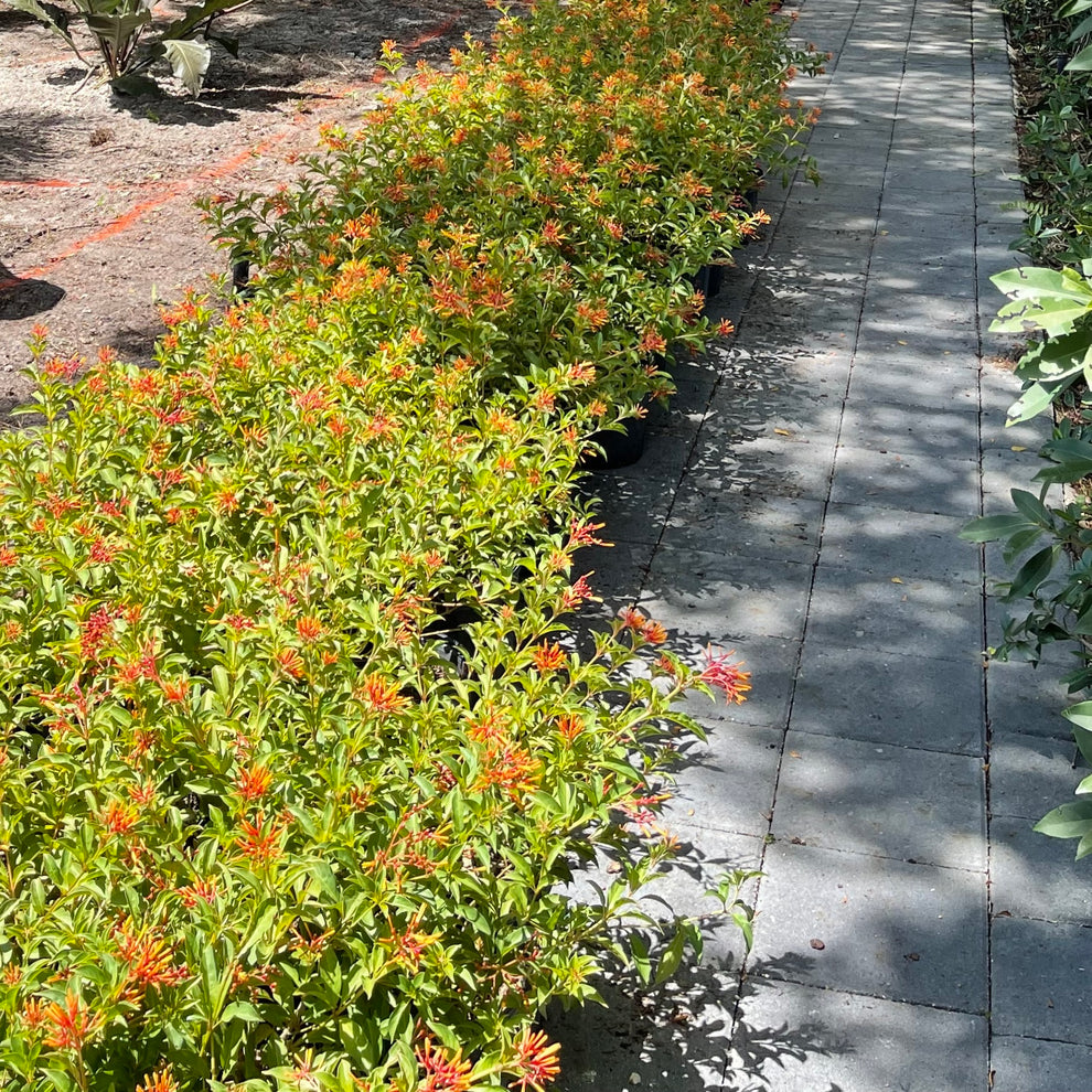 Firebush – Jungle Plants