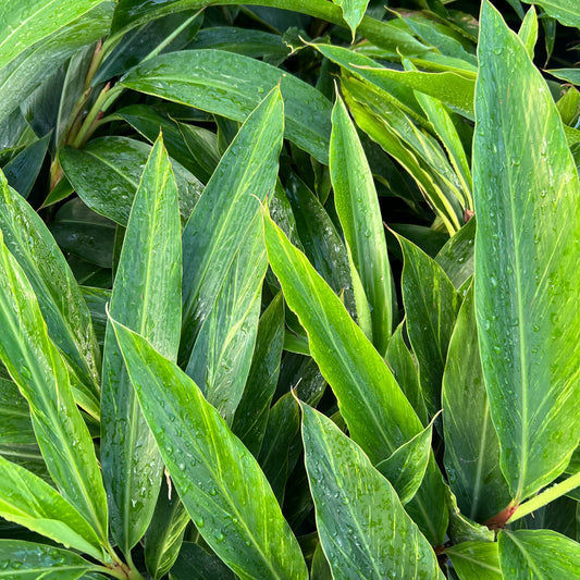 Green Shell Ginger