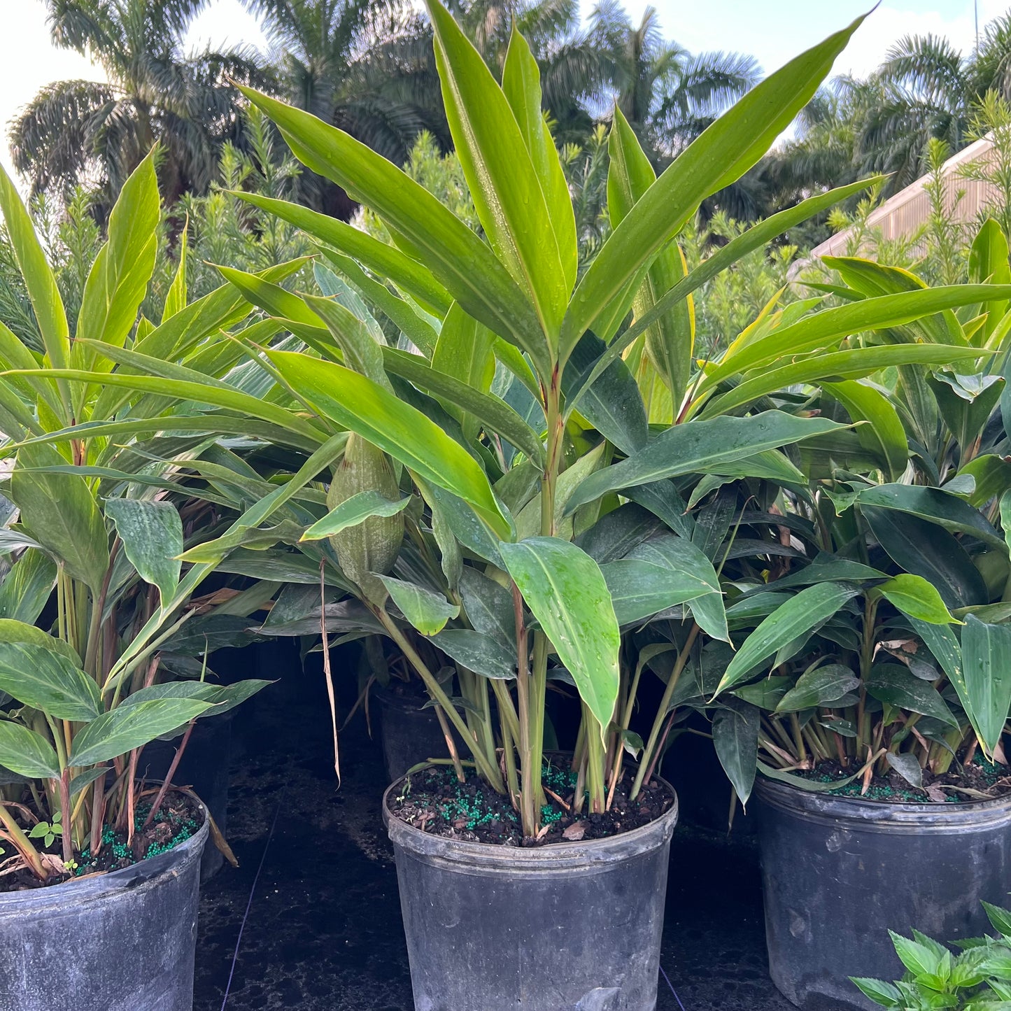 Green Shell Ginger