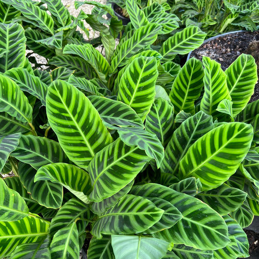 Zebra Plant