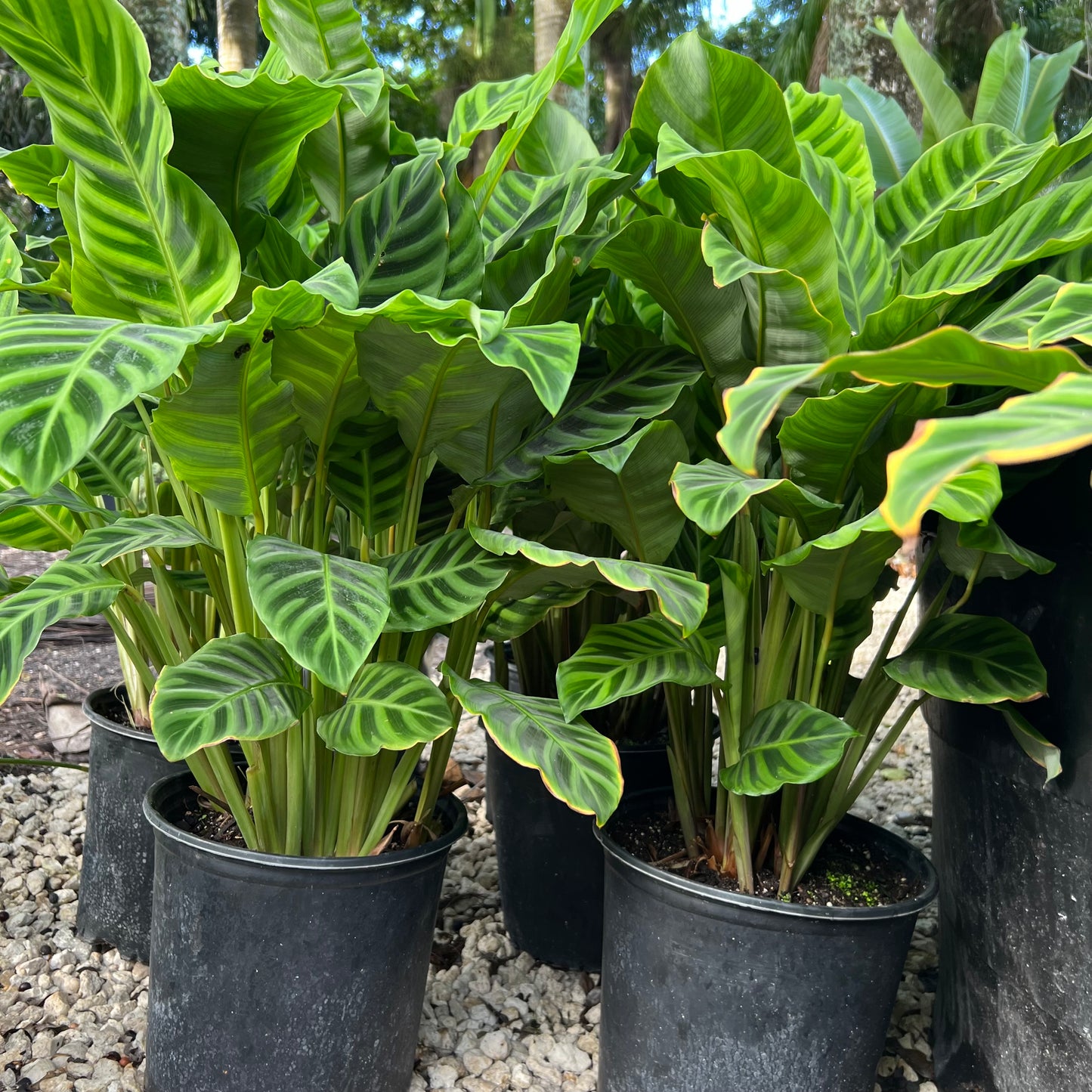 zebra plant indoor or outdoor Zebra Plant – Jungle Plants