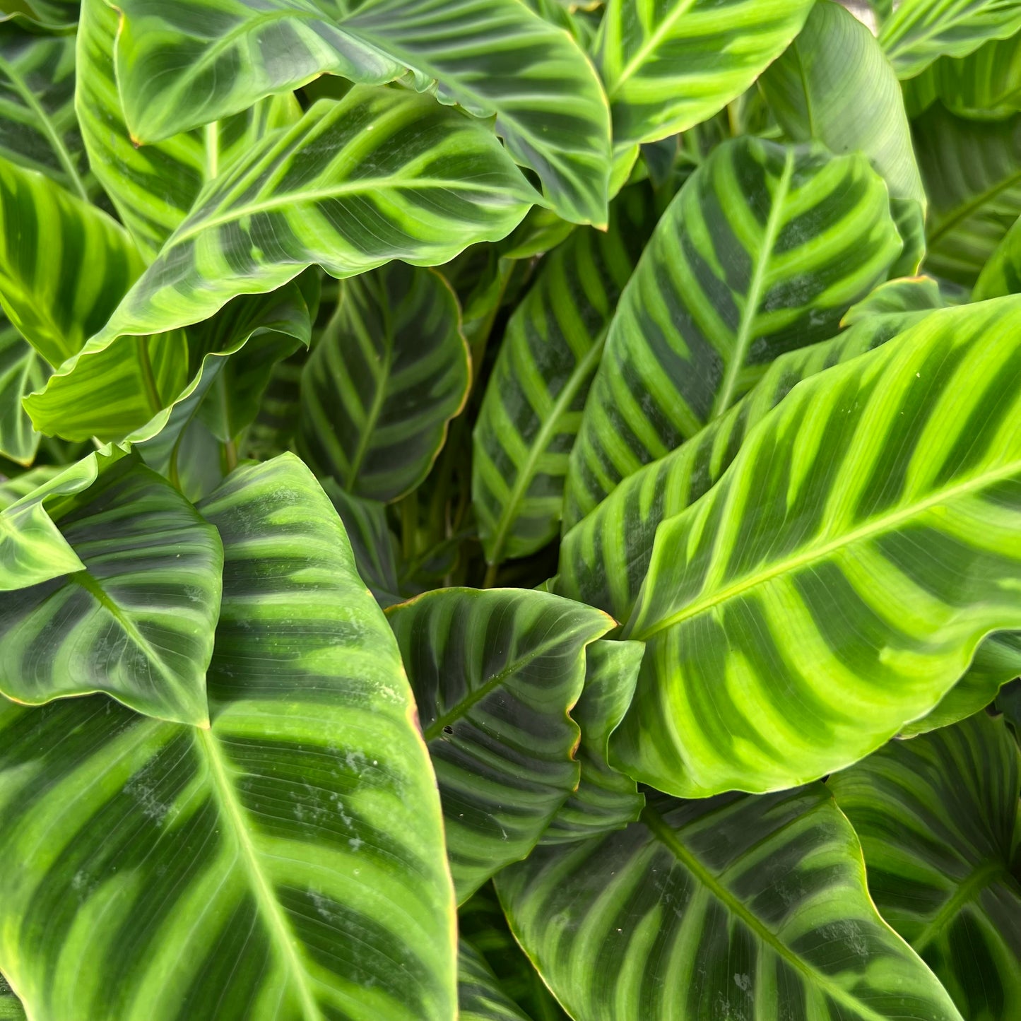 Zebra Plant