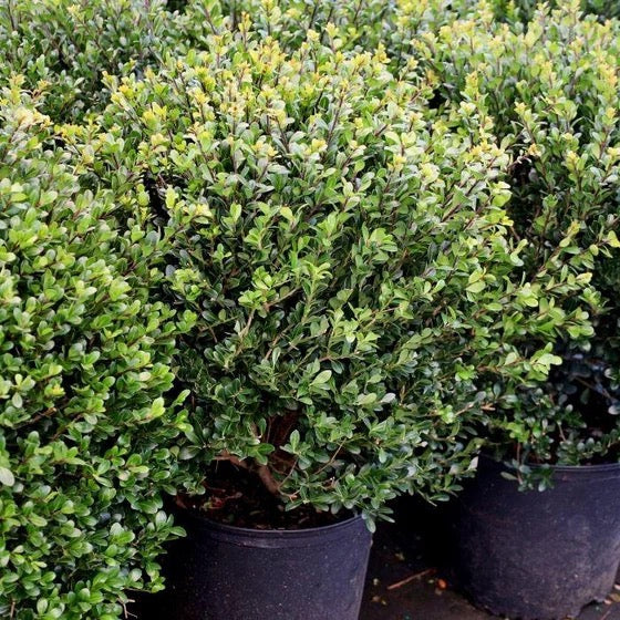 Japanese Holly