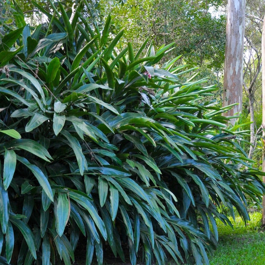 Green Shell Ginger