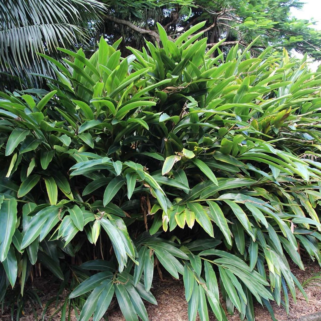 Green Shell Ginger
