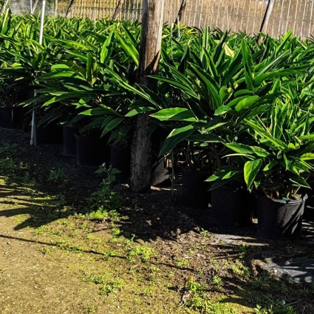 Green Shell Ginger