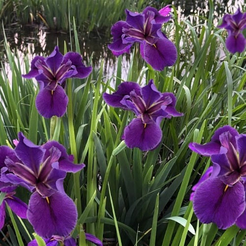Iris 'Rocky Hunt'