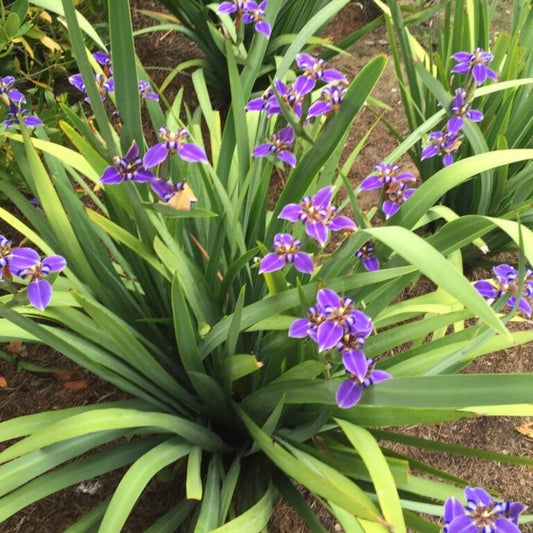 Iris 'Rocky Hunt'