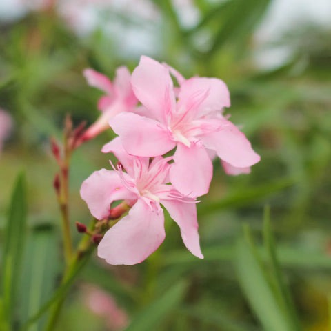 Mini Oleander Dwarf Oleander Pink – Jungle Plants