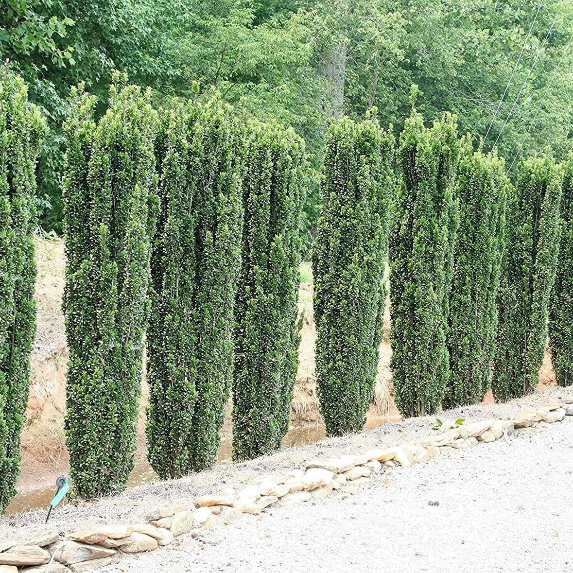 Japanese Holly