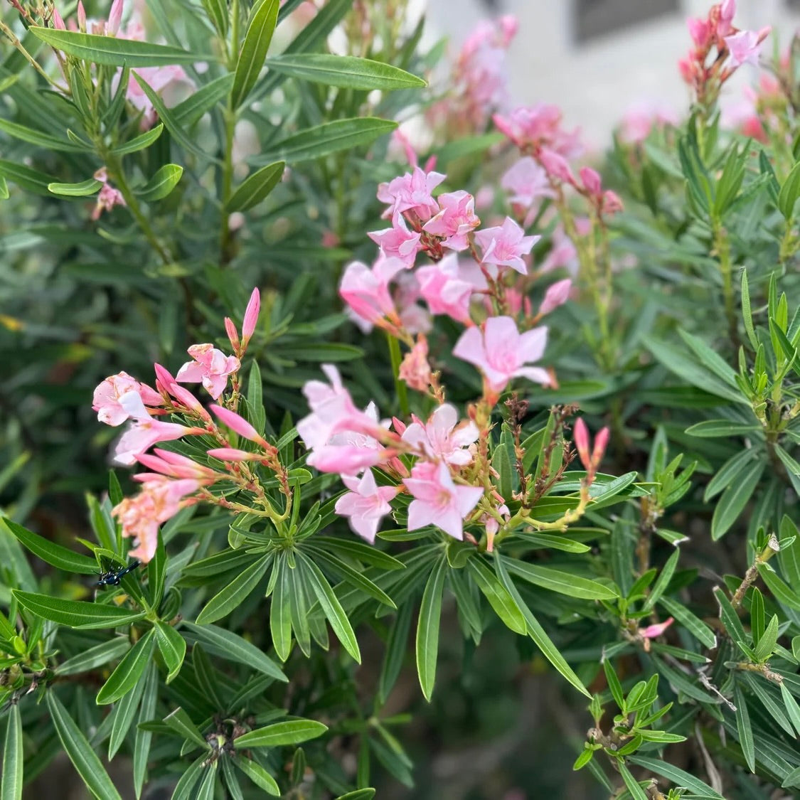 Dwarf Oleander Pink