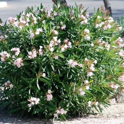 Dwarf Oleander Pink