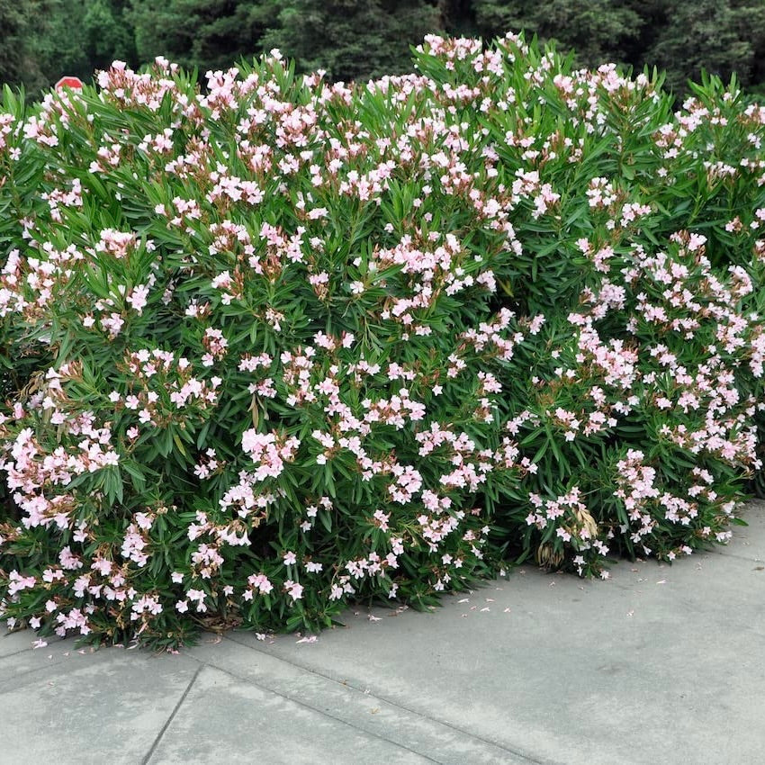Dwarf Oleander Pink