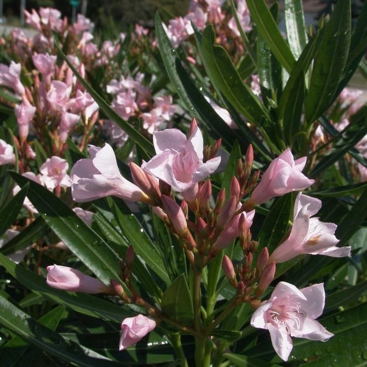 Dwarf Oleander Pink