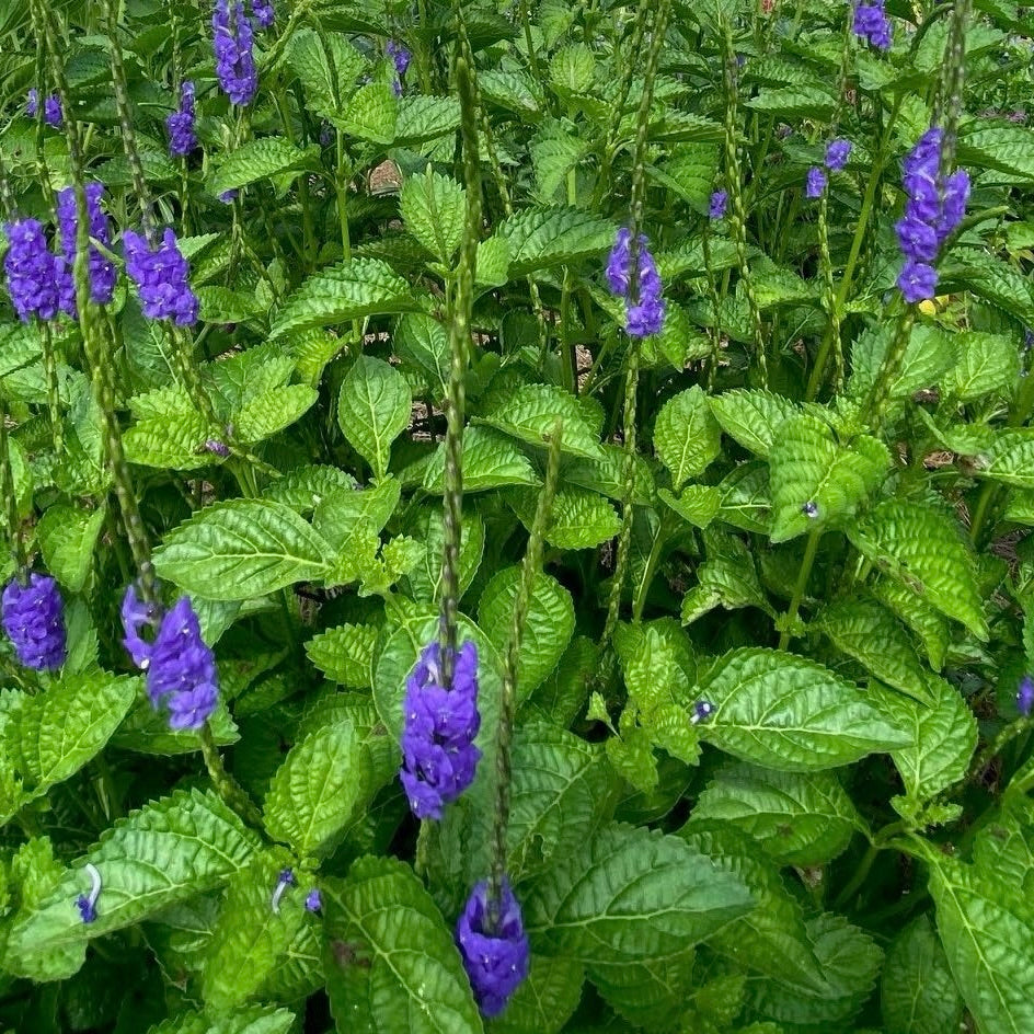 Porterweed