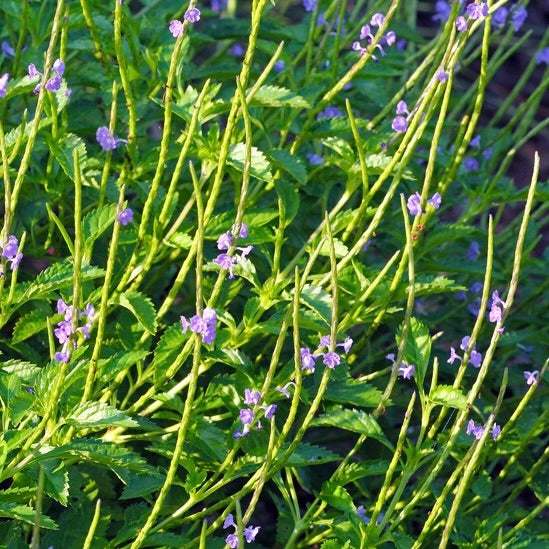 Porterweed