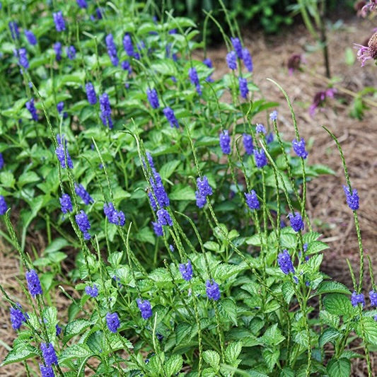 Porterweed