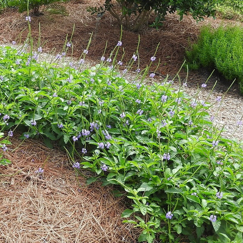 Porterweed