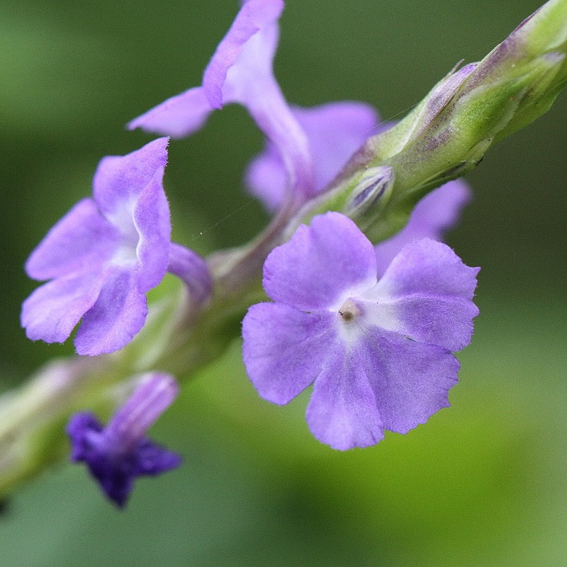 Porterweed