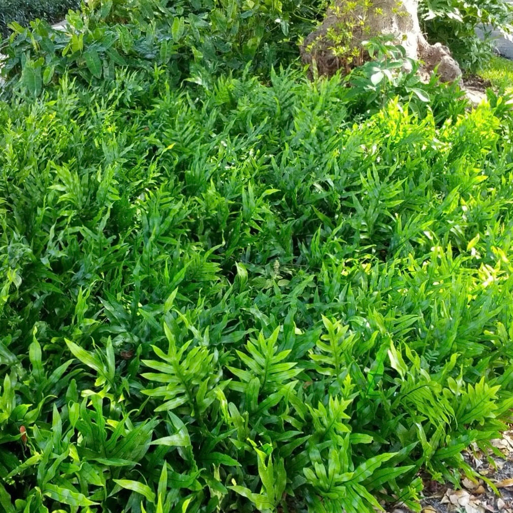Wart Fern