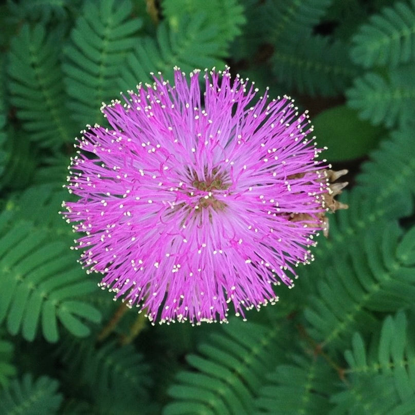 Sunshine Mimosa