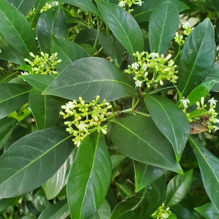 Bahama Wild Coffee