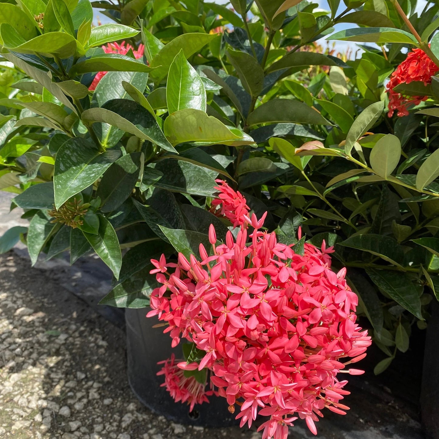 Ixora 'Nora Grant'