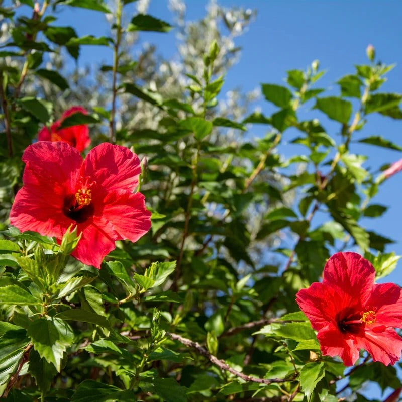 Hibiscus 'President Red'