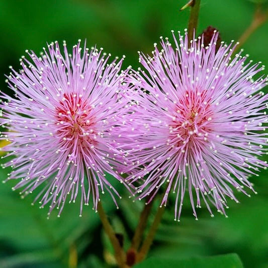 Sunshine Mimosa