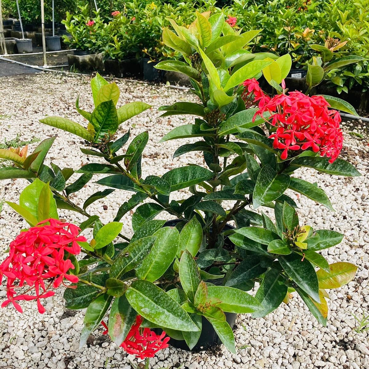 Ixora 'Nora Grant'