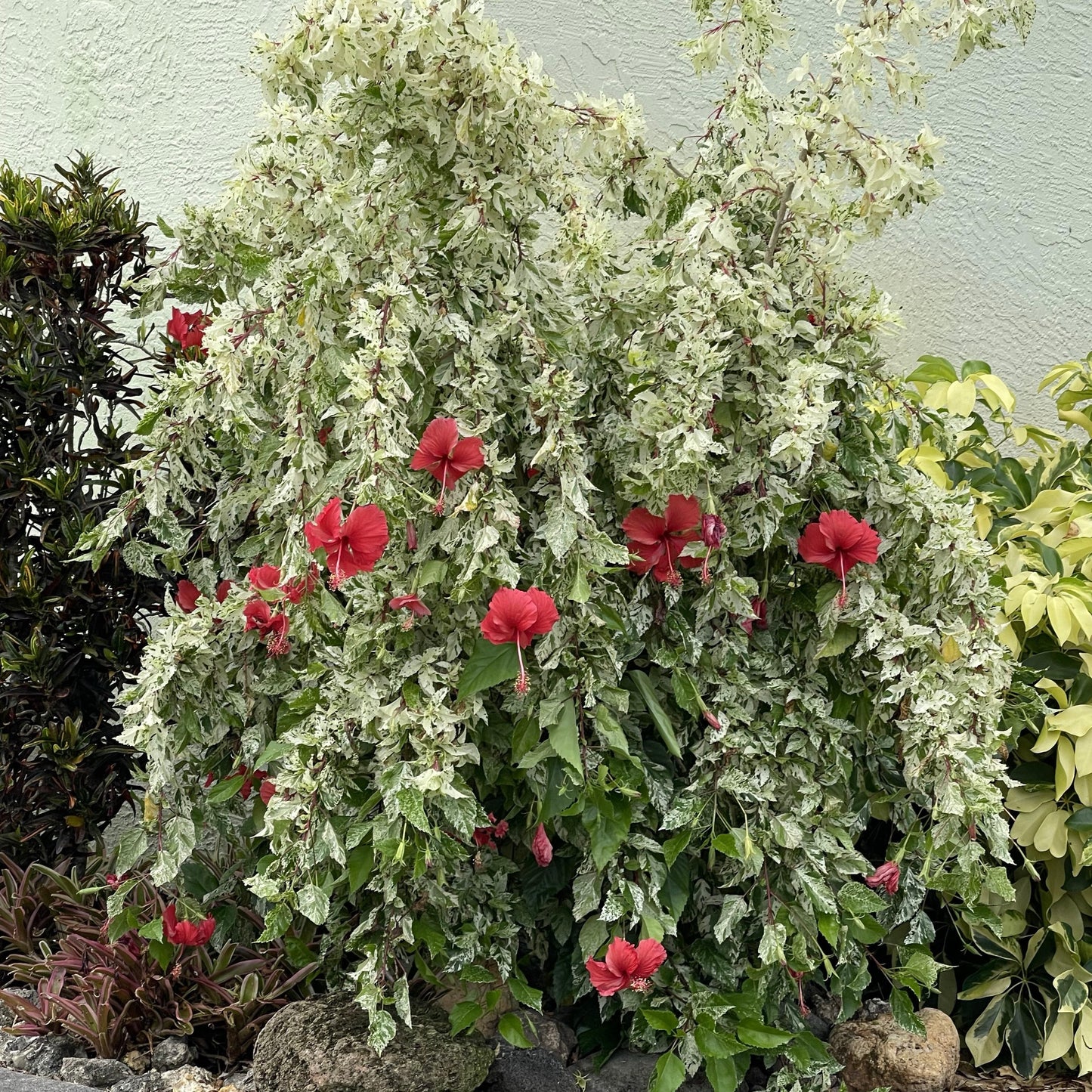 Hibiscus 'Snow Queen'