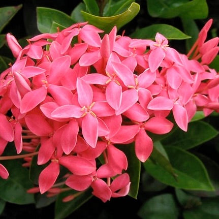 Ixora 'Nora Grant'