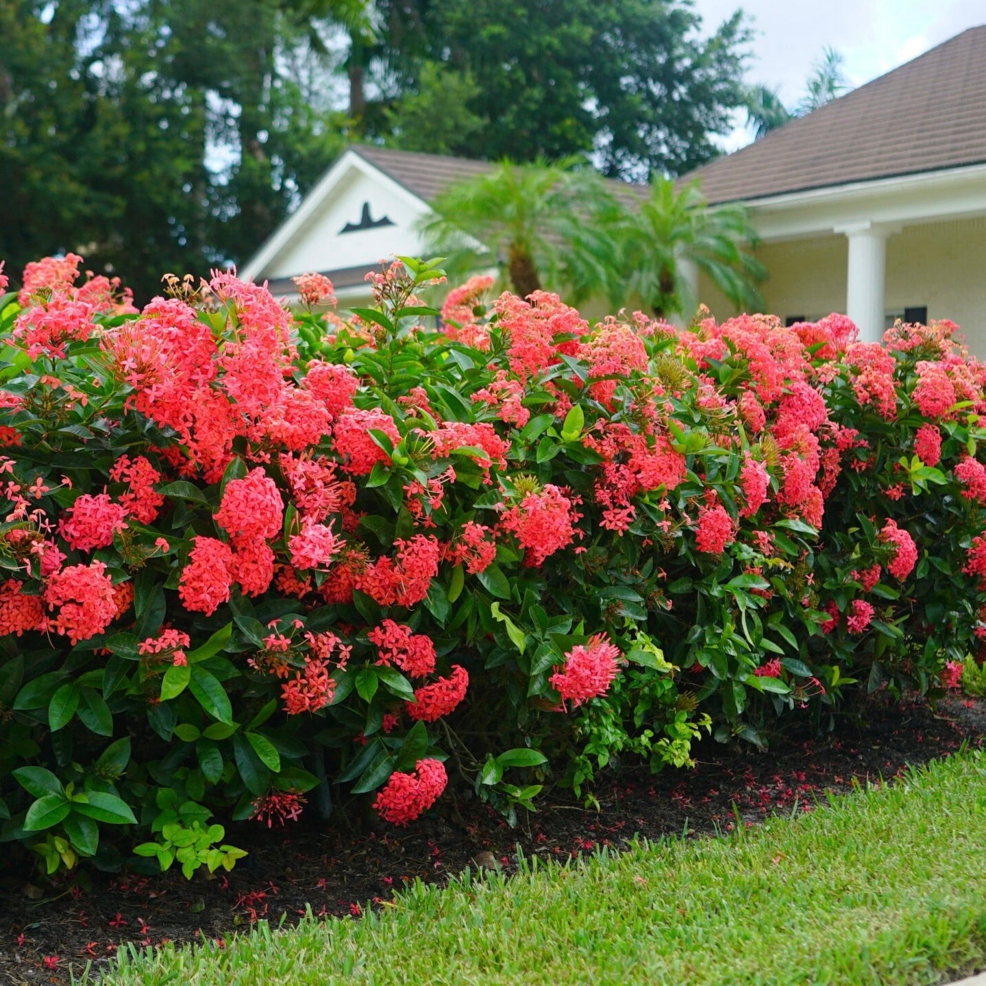 Ixora 'Nora Grant'