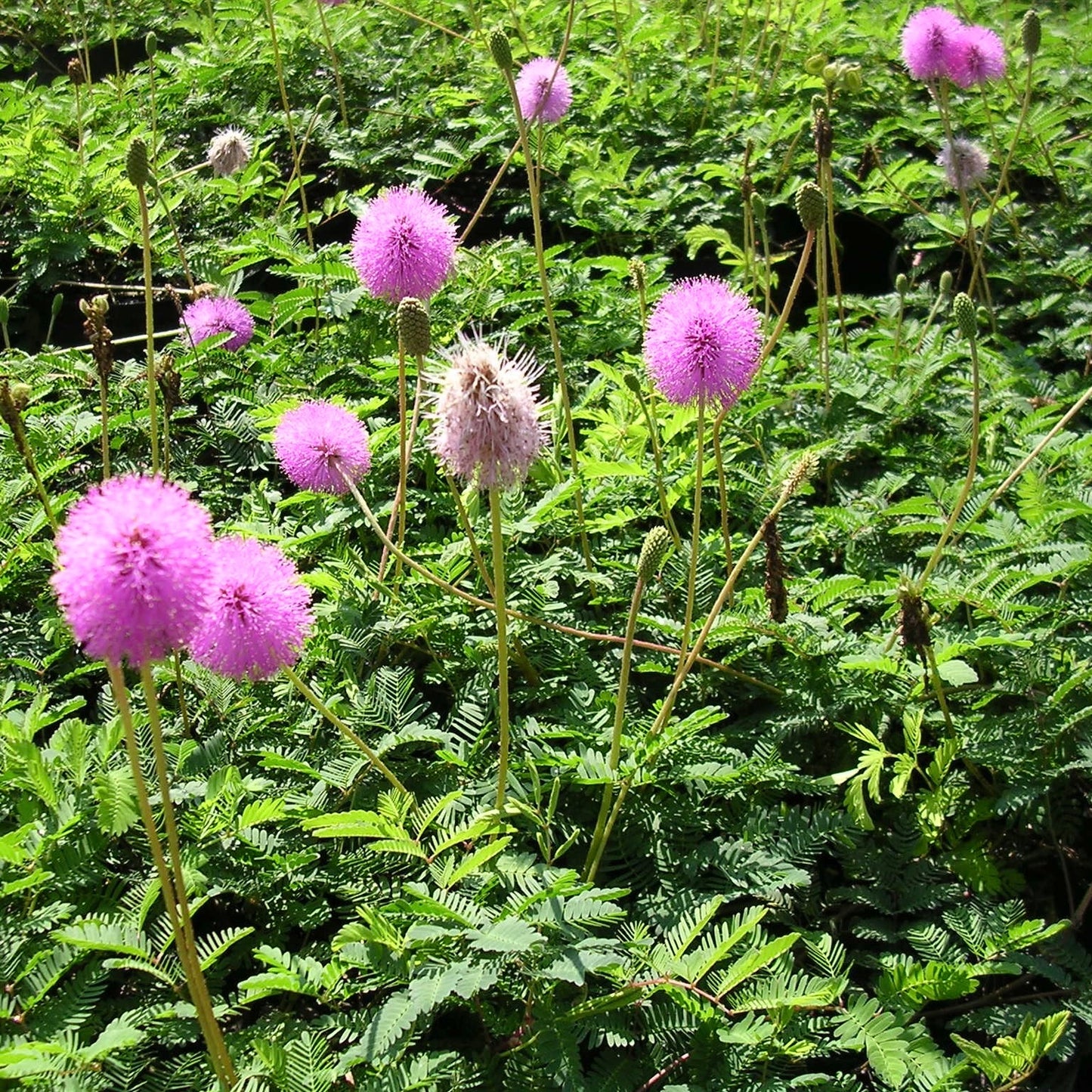 Sunshine Mimosa