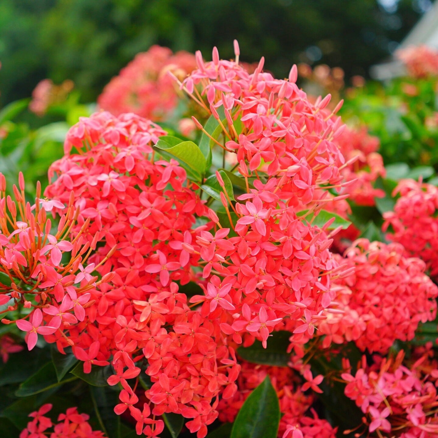 Ixora 'Nora Grant'