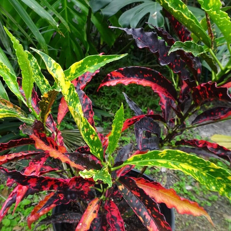 Croton 'Pie Crust'
