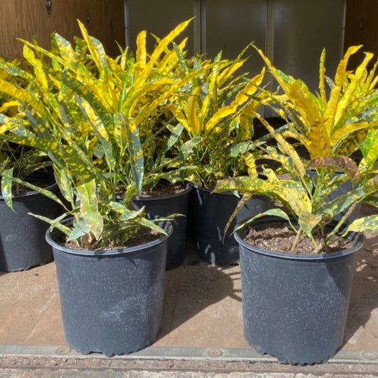 Croton 'Sloppy Painter'