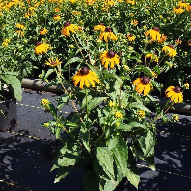 Black-eyed Susan