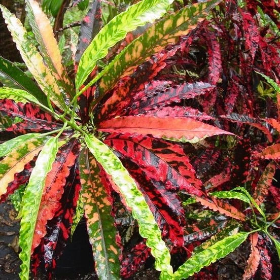 Croton 'Pie Crust'