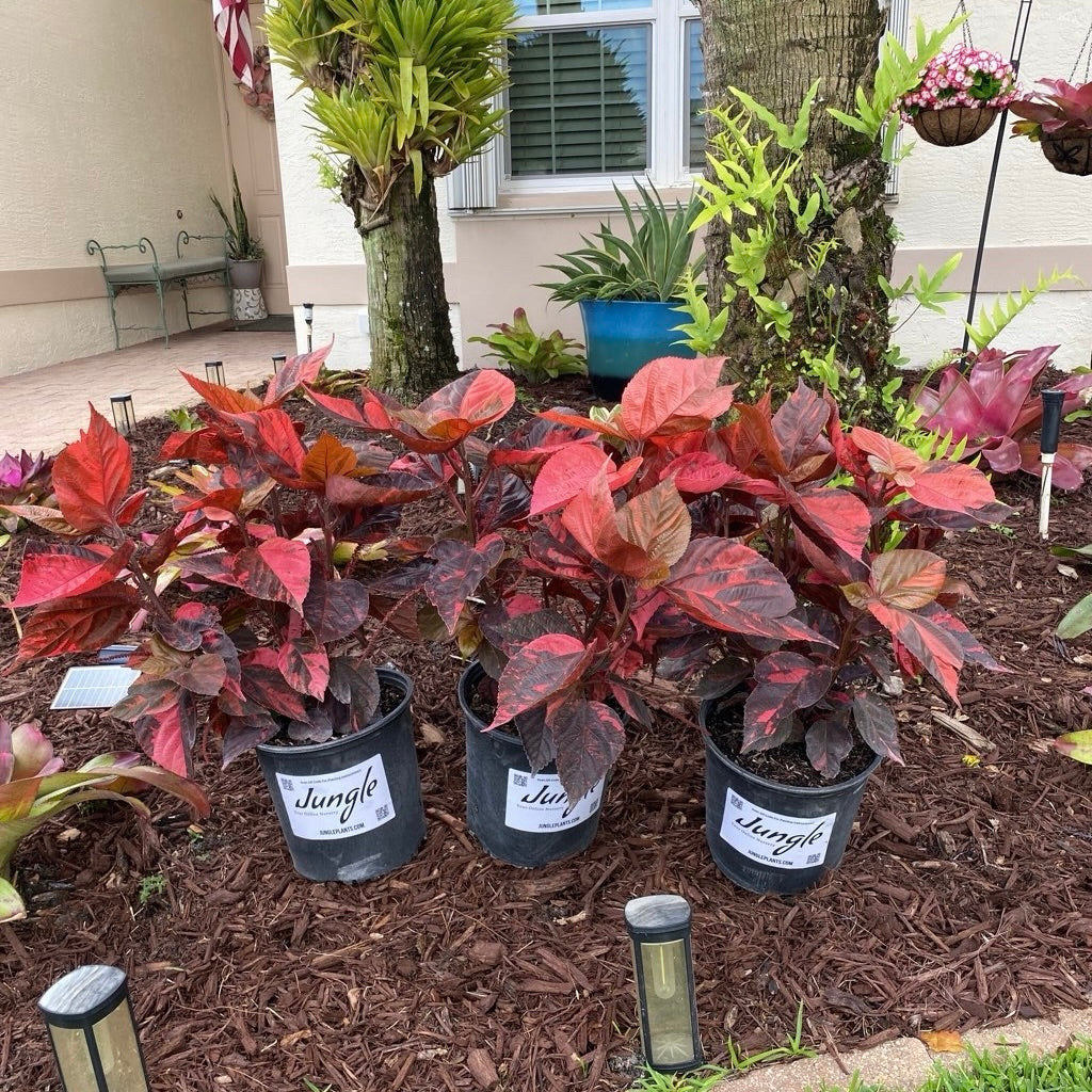 CopperLeaf - Red