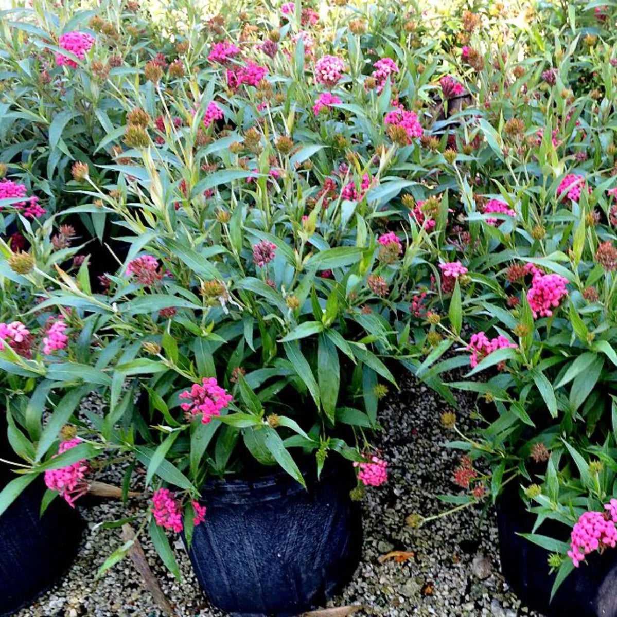 Panama Rose