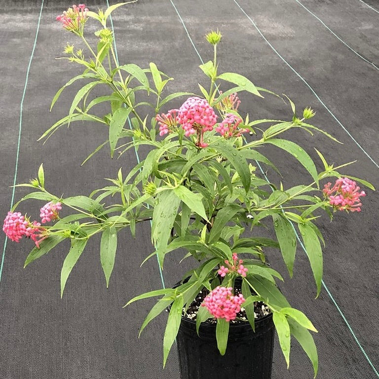 Panama Rose