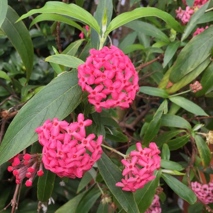 Panama Rose