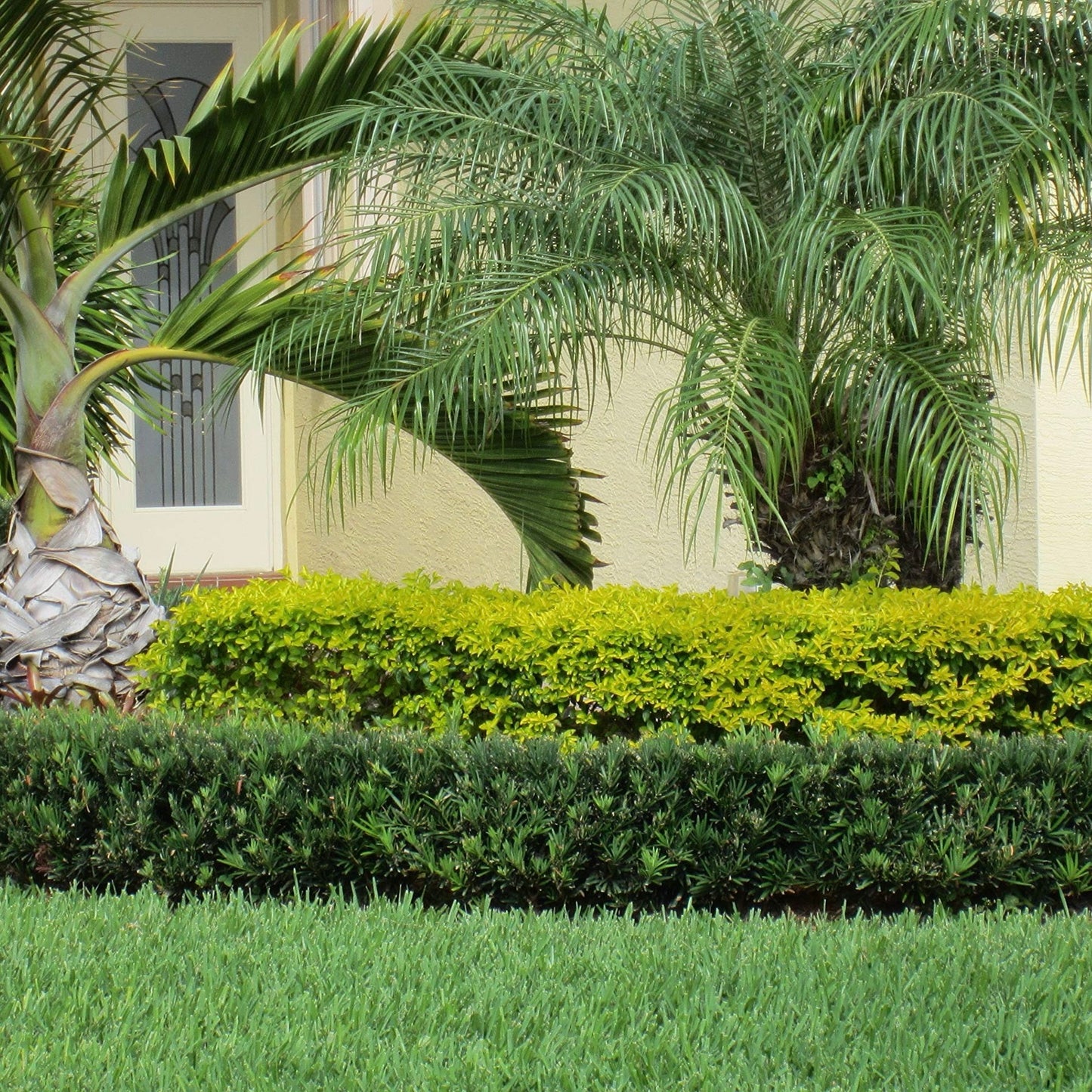Dwarf Podocarpus